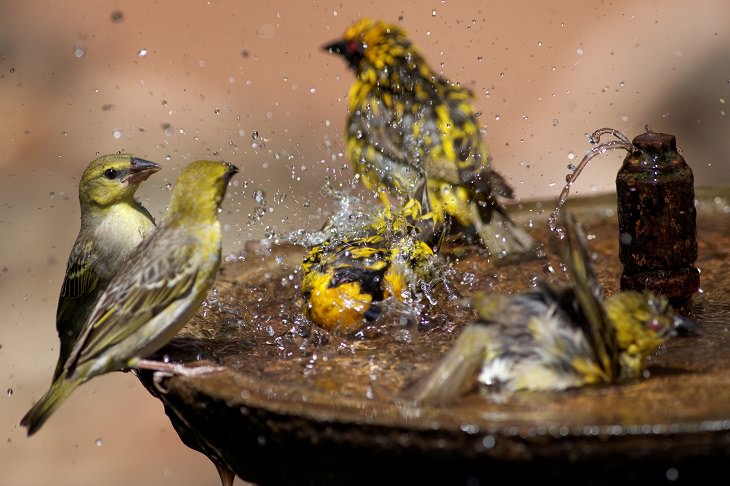 Helping the Wildlife in Your Garden 