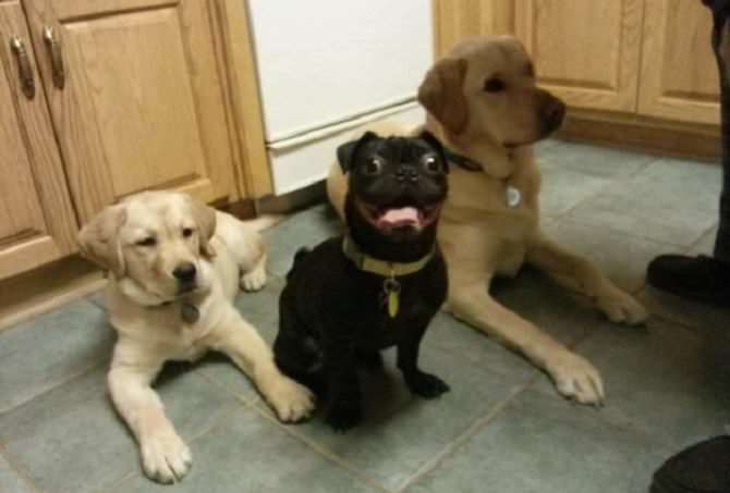 Dogs making funny faces