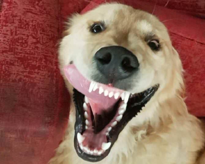 Dogs making funny faces