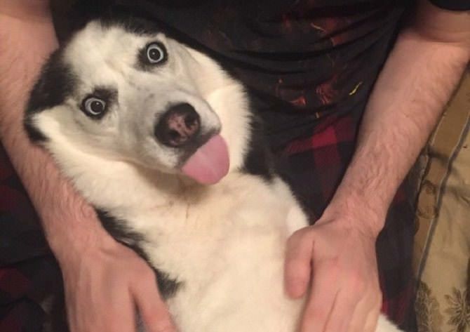 Dogs making funny faces