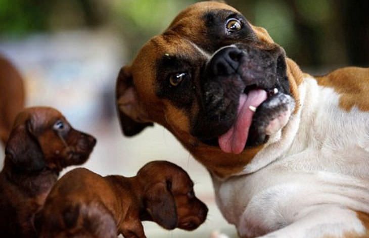 Dogs making funny faces