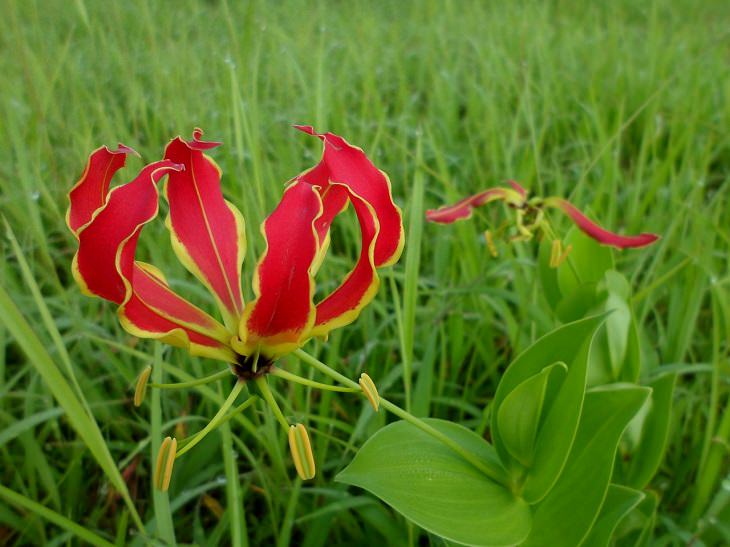 flowers