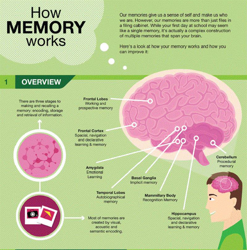 how does homework improve your memory