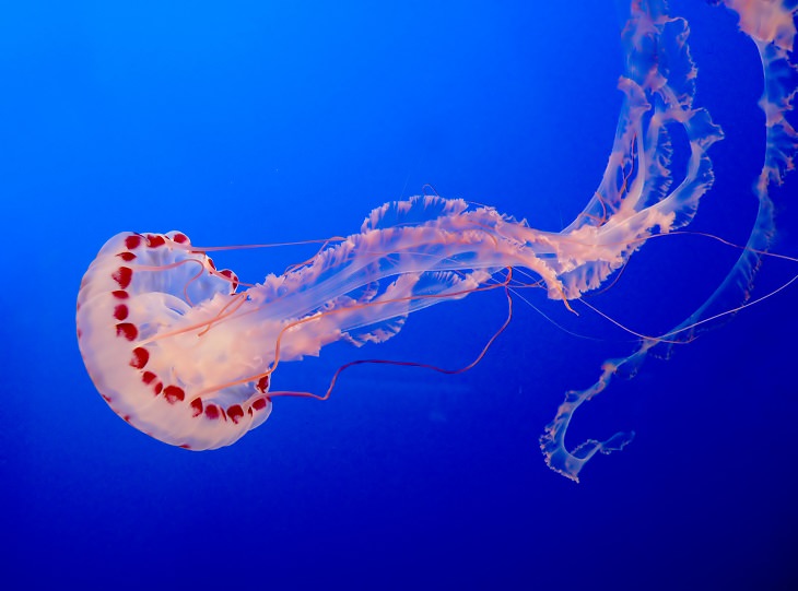 Jellyfish Stings 