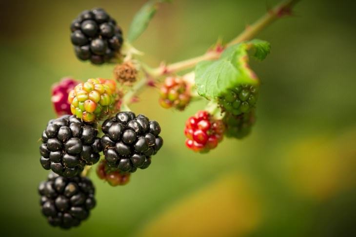 Blackberry health benefits