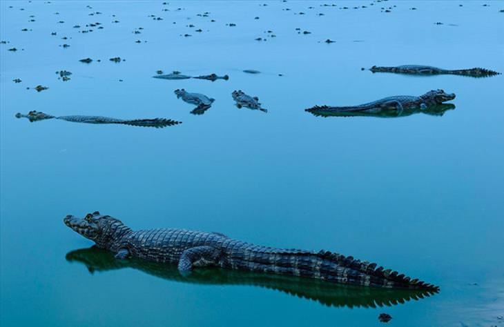 Nature Conservancy Photography Competition