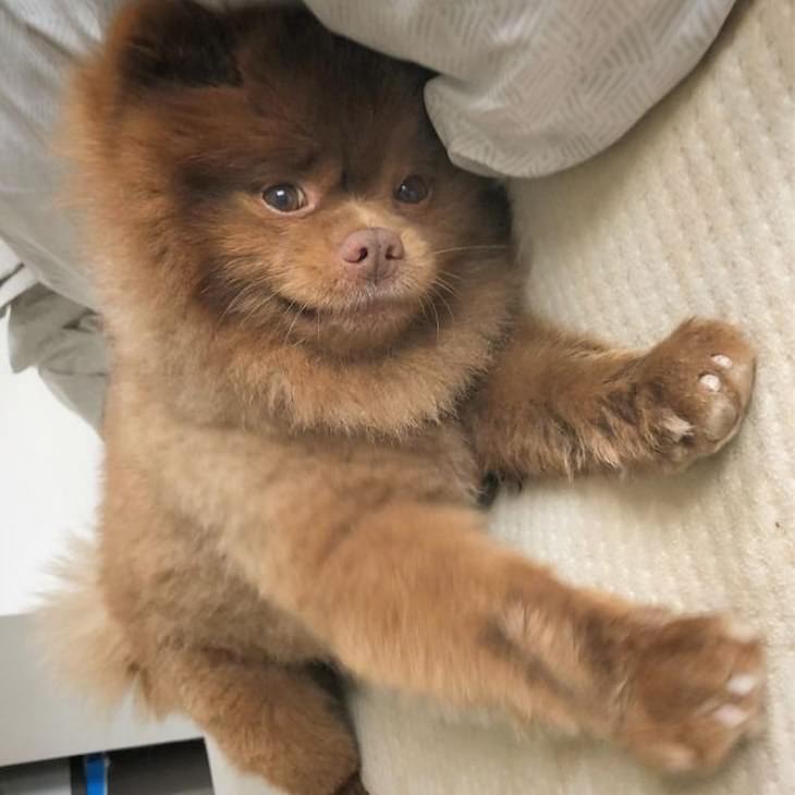 Pomeranian Dog