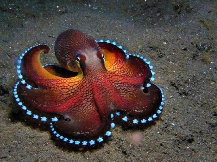 21 Ocean Species You've Never Seen Before
