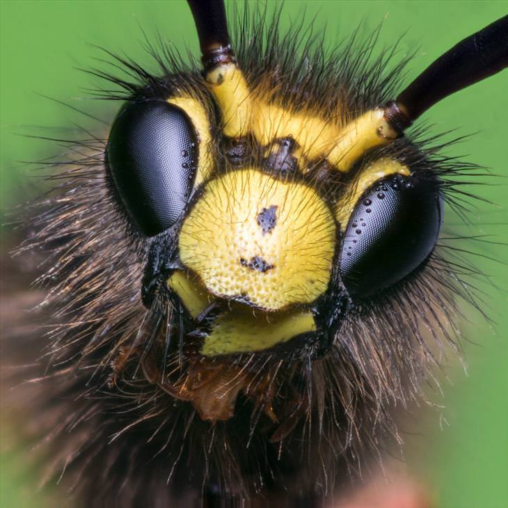 close up of insects