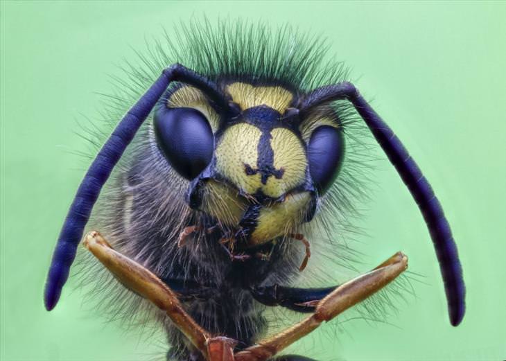 close up of insects