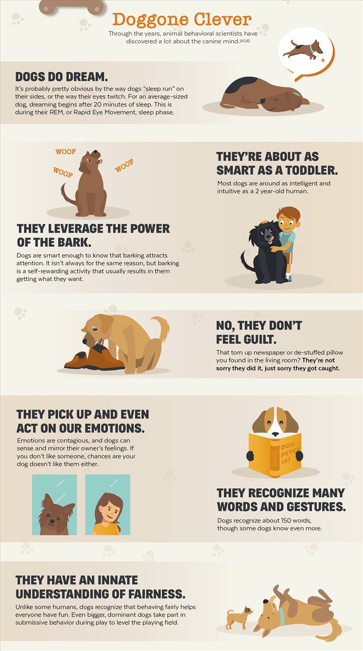 Dog Psychology