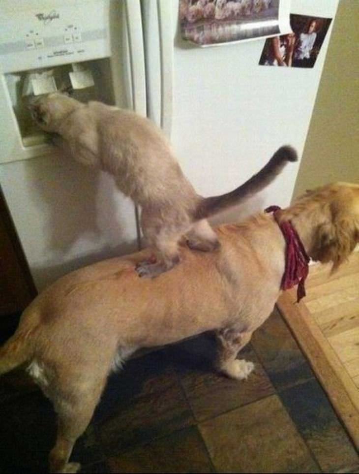 animals-mastering-teamwork
