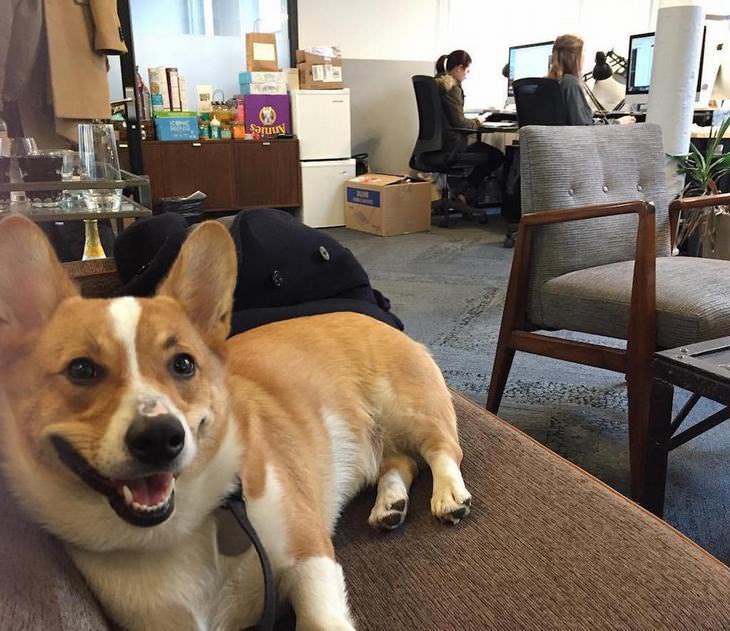 dogs-best-co-workers