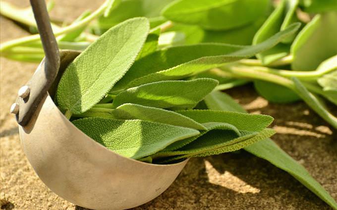 sage leaves