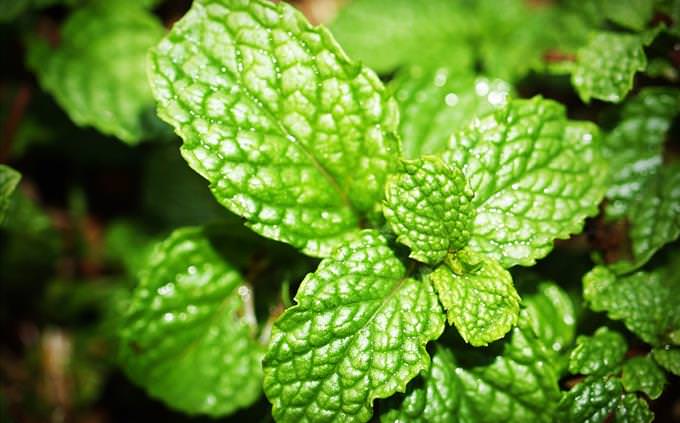 mint leaves