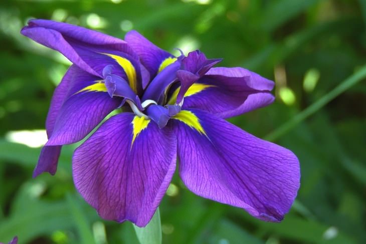 Summer flowers