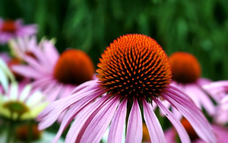 Summer flowers