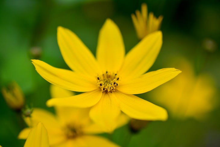 Summer flowers