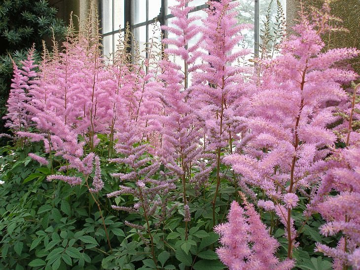 Summer flowers