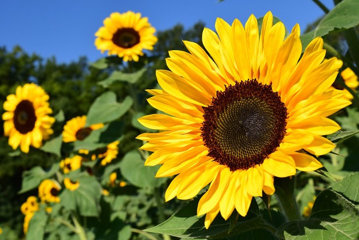 Summer flowers