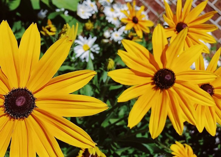 Summer flowers