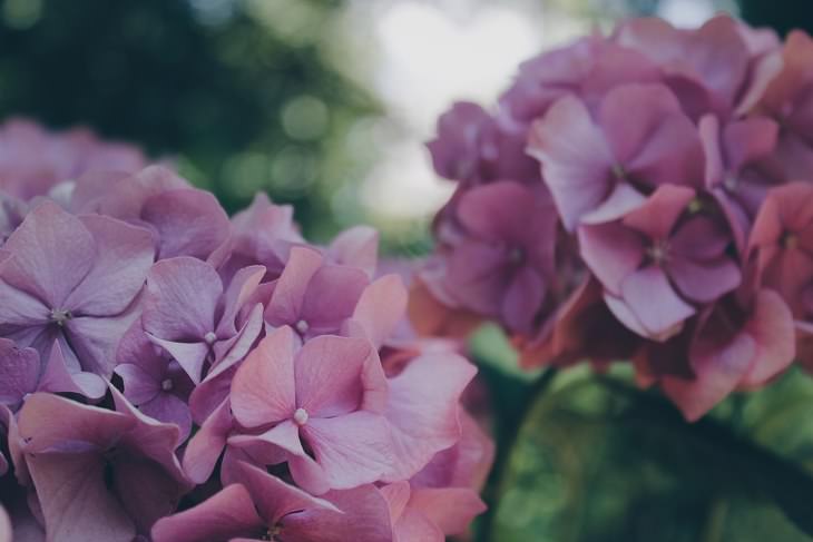 Summer flowers