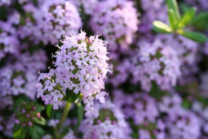 Evergreen Ground Cover Plants