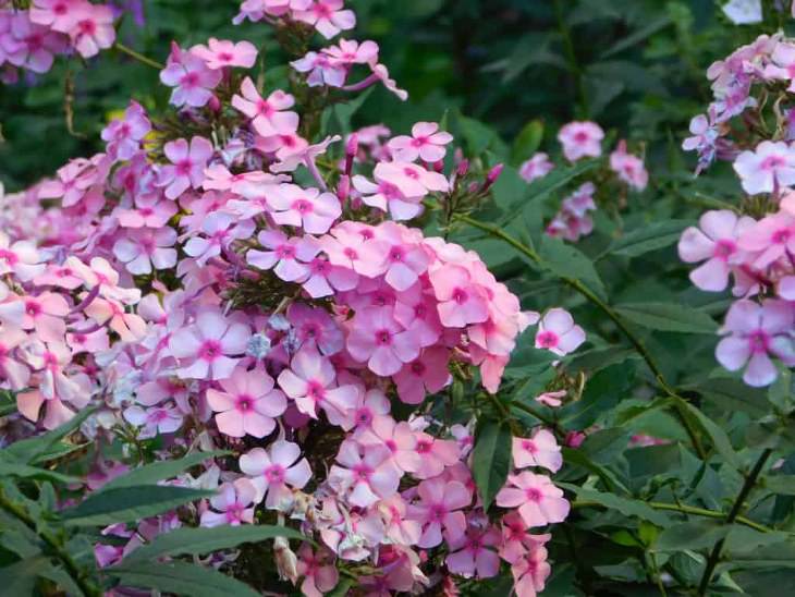 Evergreen Ground Cover Plants