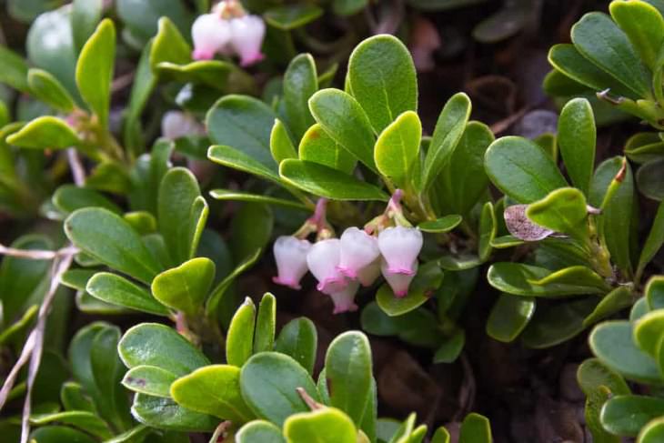 Evergreen Ground Cover Plants