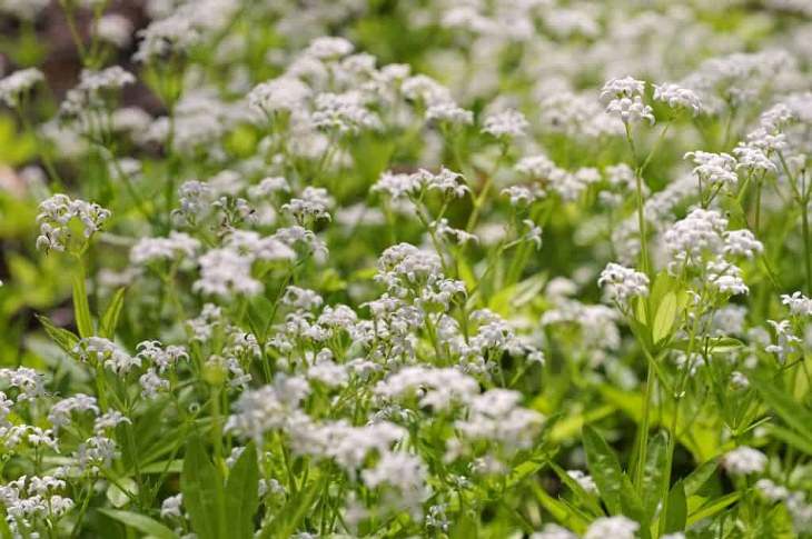 Evergreen Ground Cover Plants