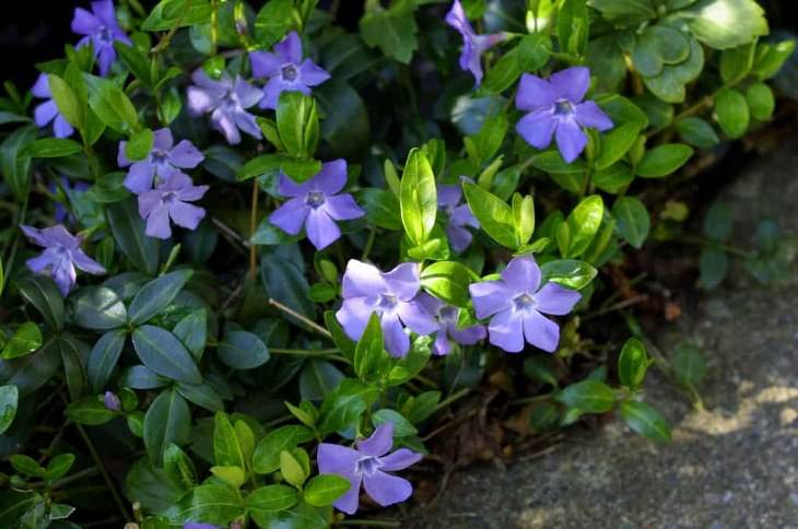 Evergreen Ground Cover Plants