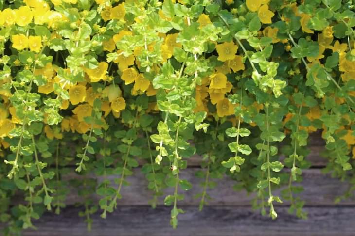 Evergreen Ground Cover Plants