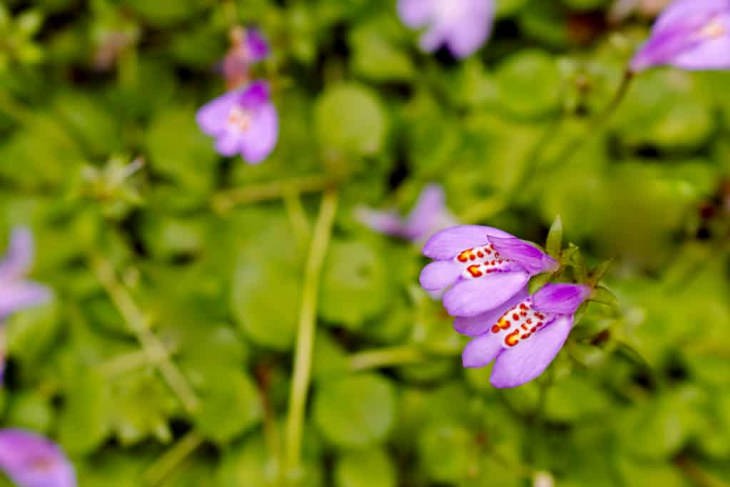 Evergreen Ground Cover Plants