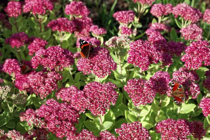 Evergreen Ground Cover Plants