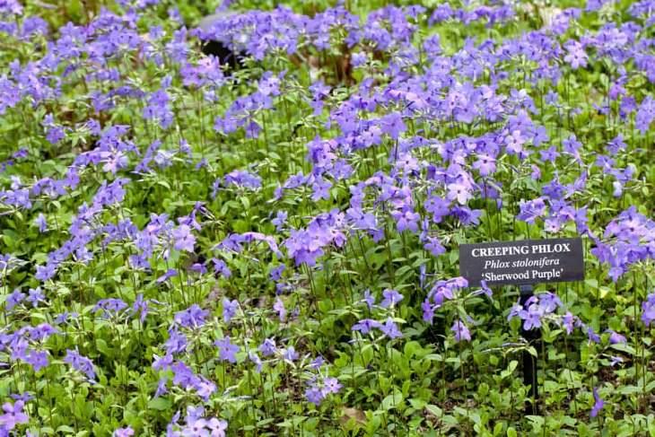 Evergreen Ground Cover Plants