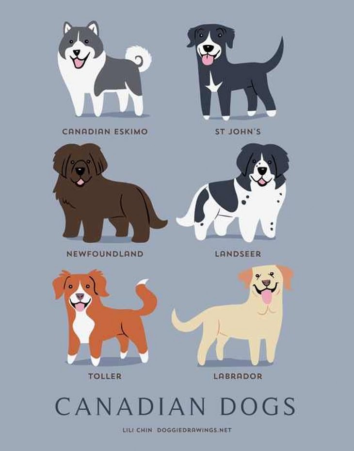 Dog Infographic