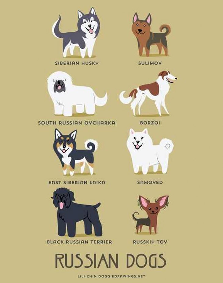 Dog Infographic