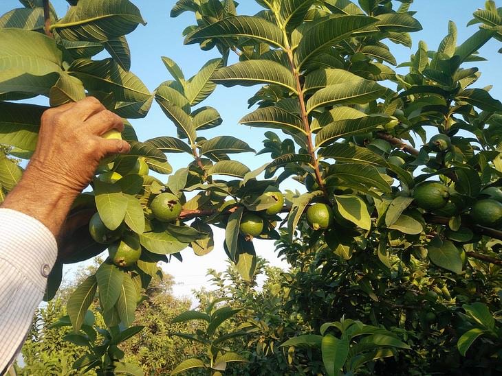 fruit trees