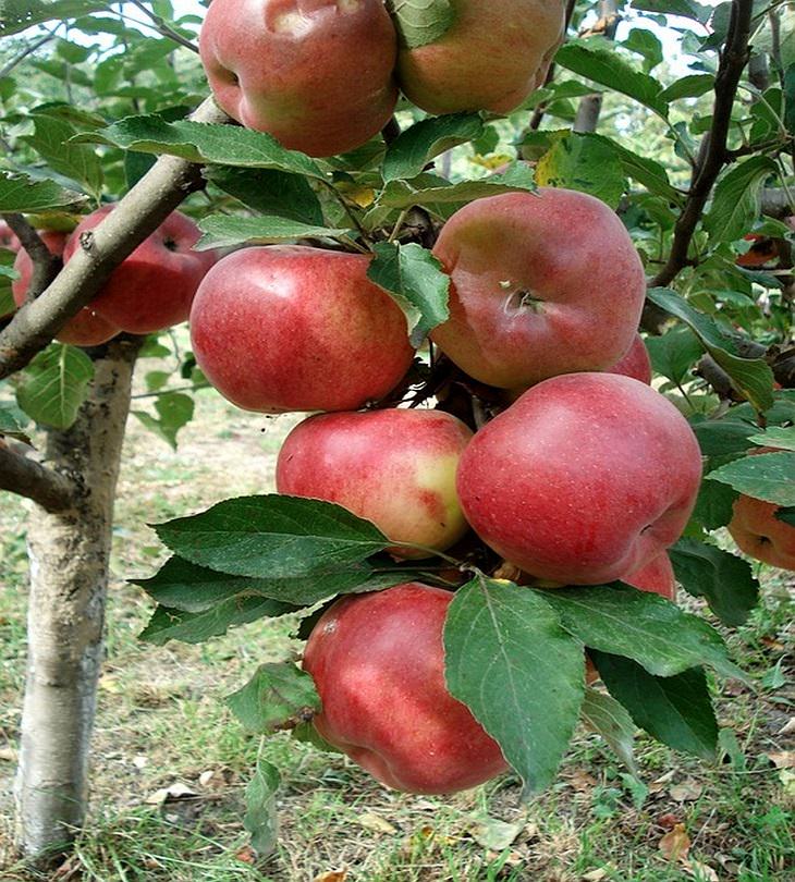 fruit trees