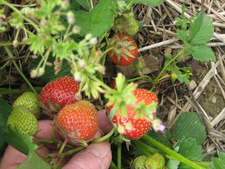 fruit trees