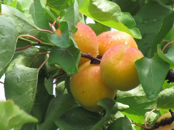 fruit trees