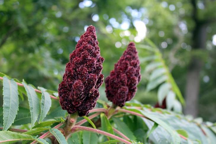 Foraging Sumac Edible Wild Plant Penniless Parenting