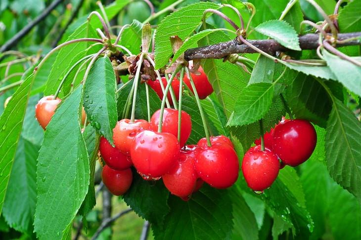 fruit trees