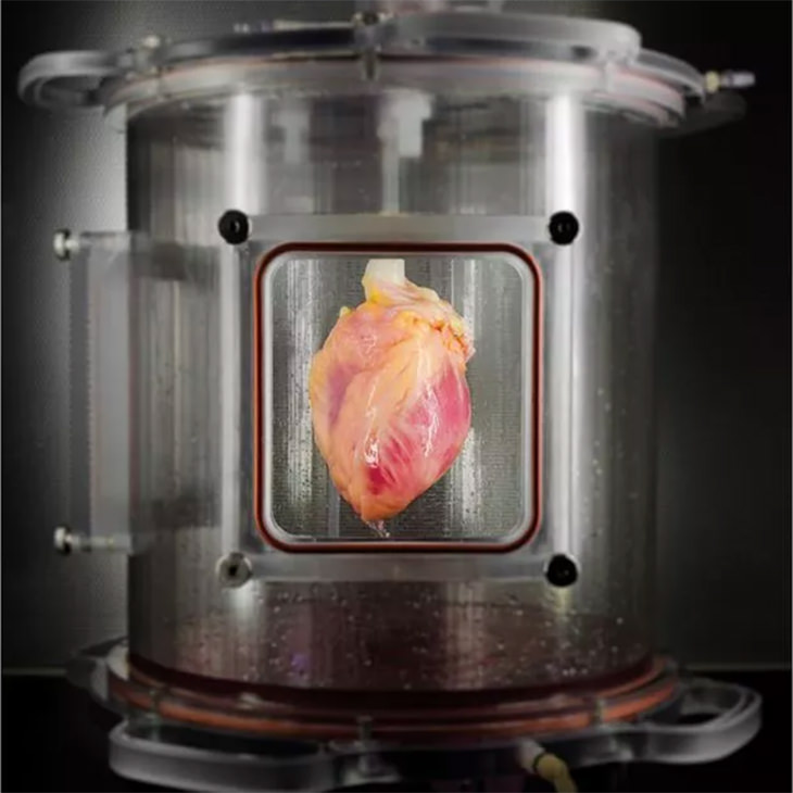 Scientists Create a Human Heart in a Lab