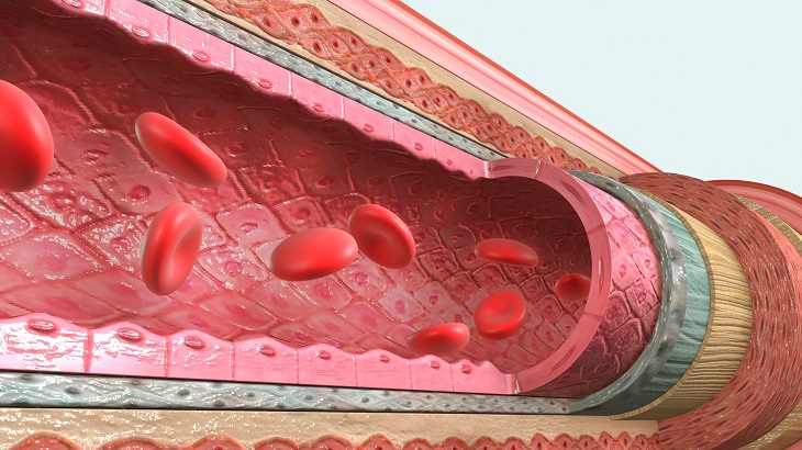 Fasting and blood vessels