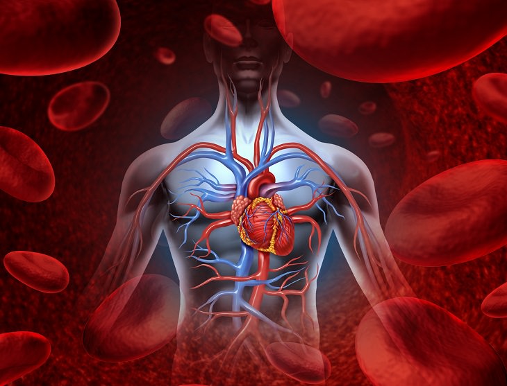 Fasting and blood vessels