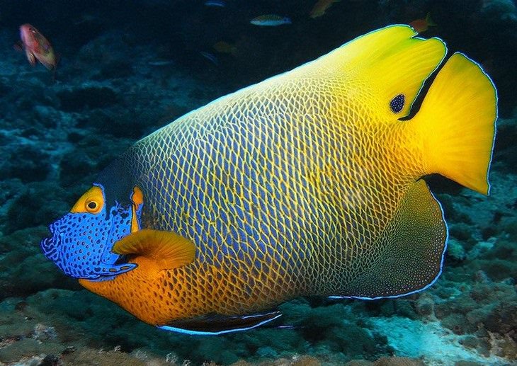 colorful fish Blueface Angelfish (Pomacanthus xanthometopon)
