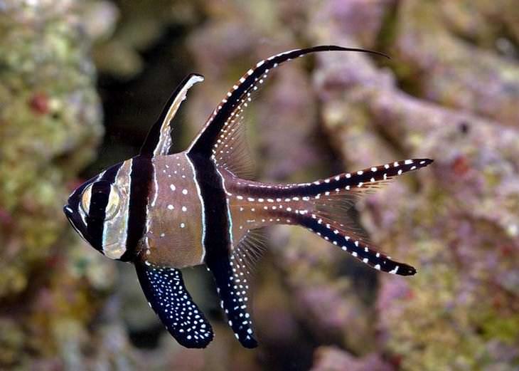 colorful fish Banggai Cardinalfish (Pterapogon kauderni)