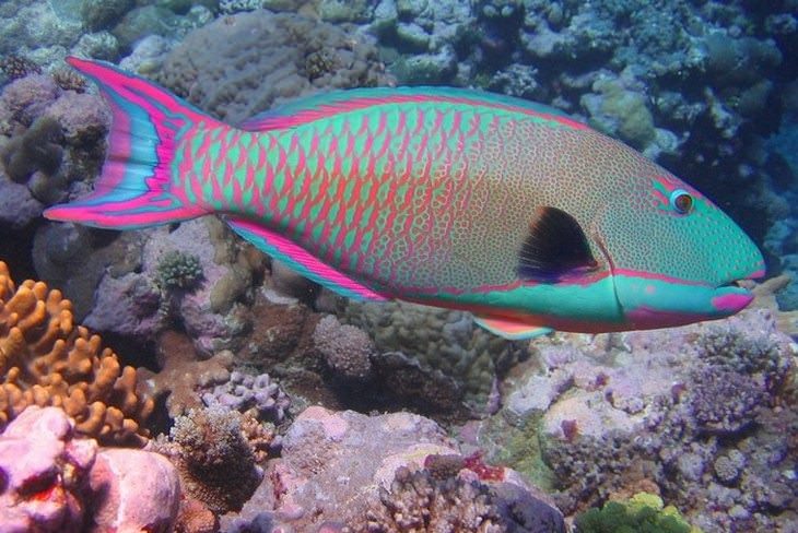 colorful fish Bicolor Parrotfish (Cetoscarus bicolor)