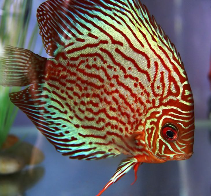 colorful fish Discus (Symphysodon) 